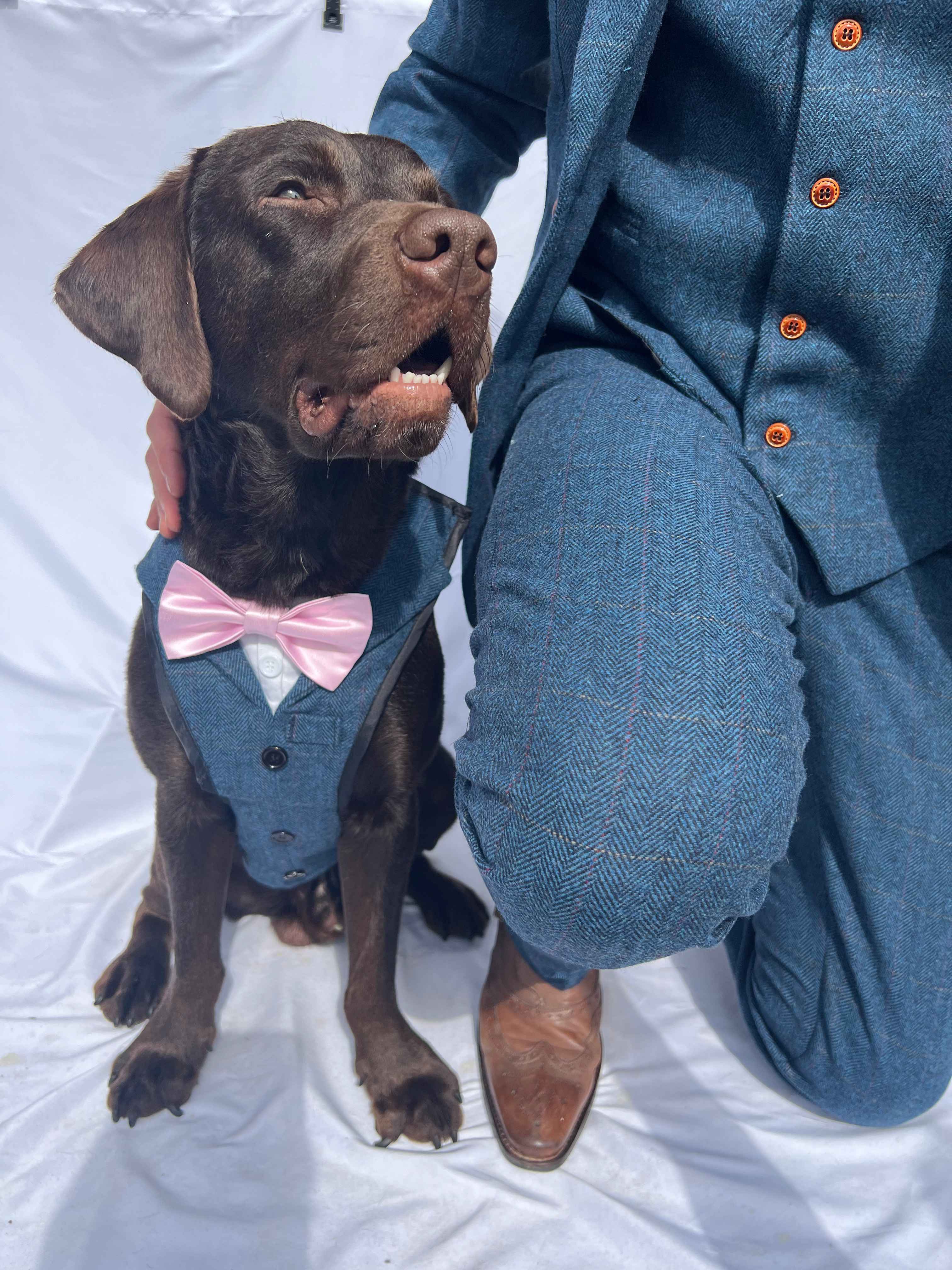 Dog and Owner Suits is in style