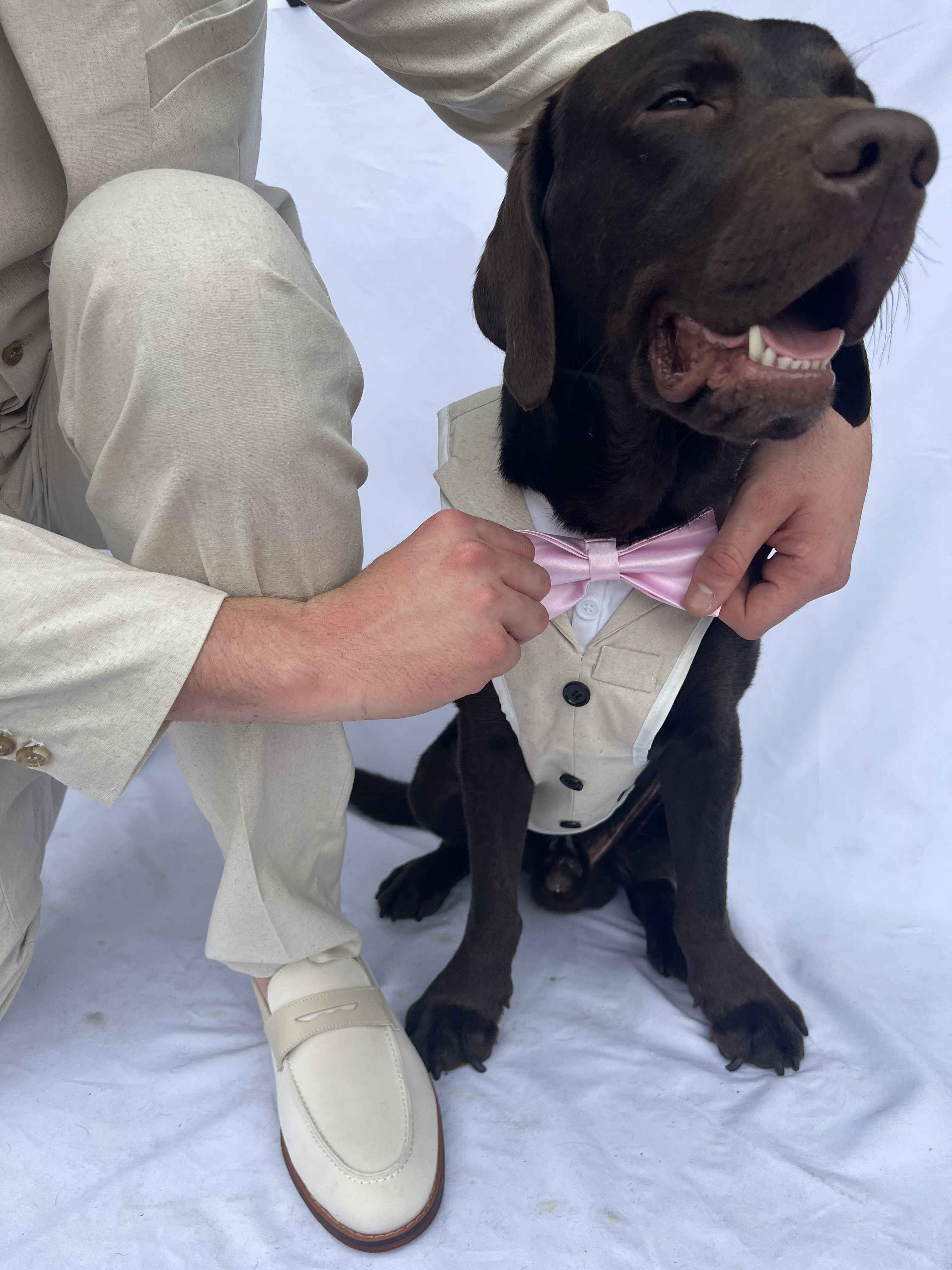 Pets need a Suit for a Wedding